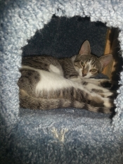 cat-nap