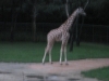 akl-giraffe