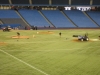 rogers-centre-tearing-up-field